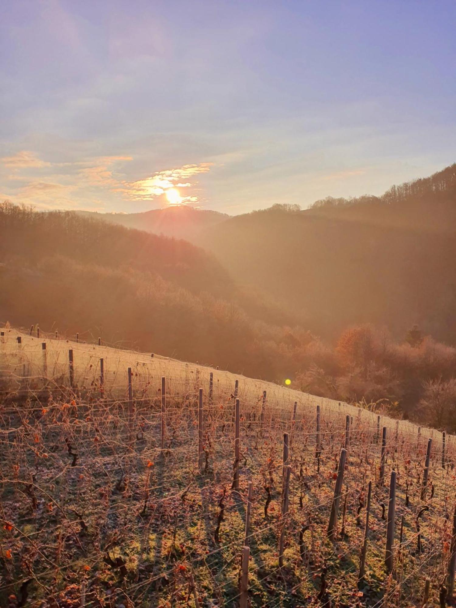 Vineyard Cottage Matej Trebnje Zewnętrze zdjęcie