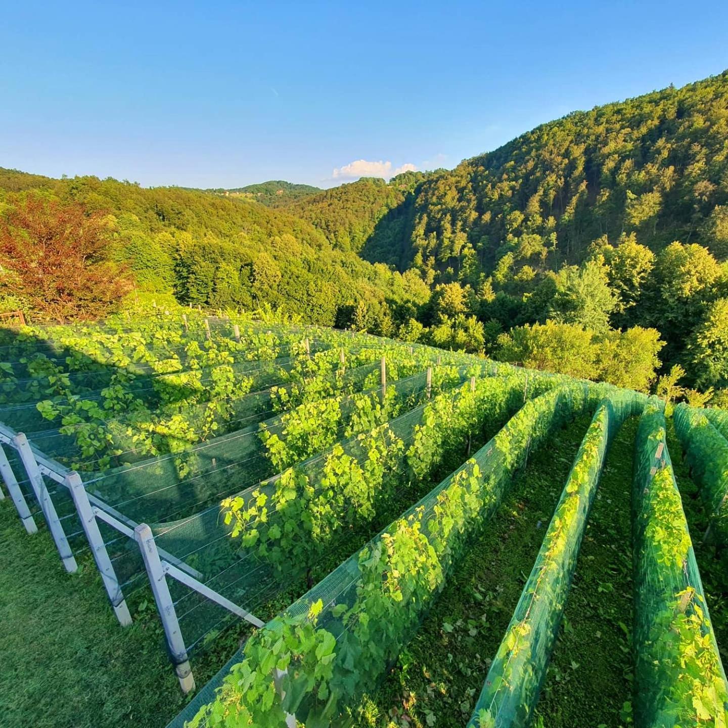 Vineyard Cottage Matej Trebnje Zewnętrze zdjęcie